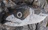 Eat Drink Hebrides - Taigh Chearsabhagh Cafe fish stone sculpture