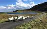 Lewis Longhouse sheep on the road