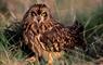 Short-eared Owl © Laurie Campbell