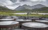 Isle of Harris Distillery barrels