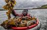 Isle of Harris Distillery collecting seaweed