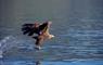 White-tailed Eagle © Laurie Campbell