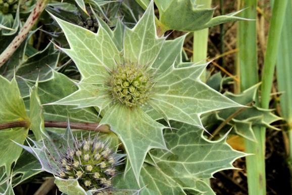 Sea Holly-Pabbay Beach