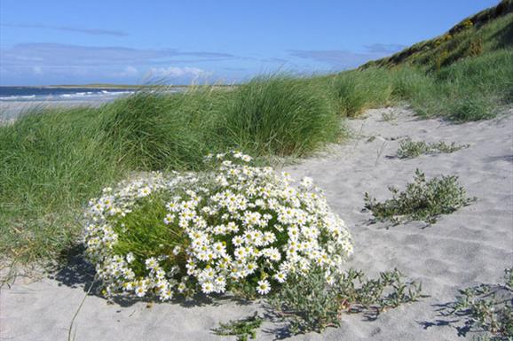 Sand dunes near Milton, South Uist by Peter Wyatt