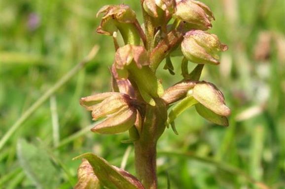 Frog Orchid-South Beach
