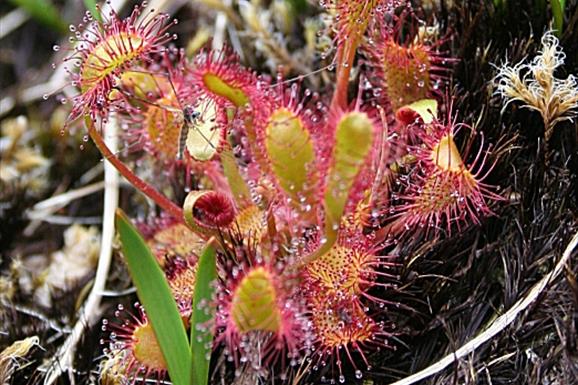 Oblong-Leaved Sundew -Loch nic Ruaidhe