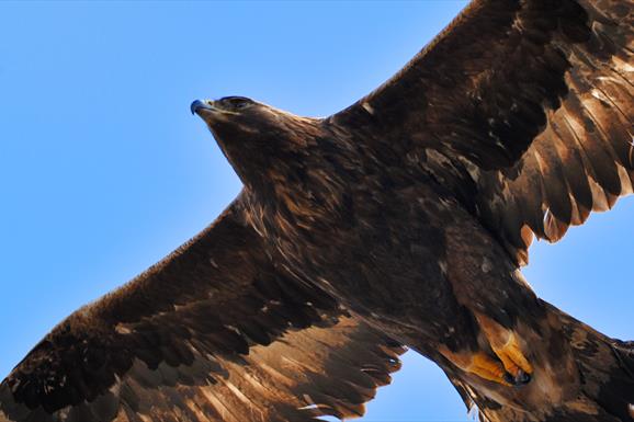 Golden Eagle - Loch Eynort