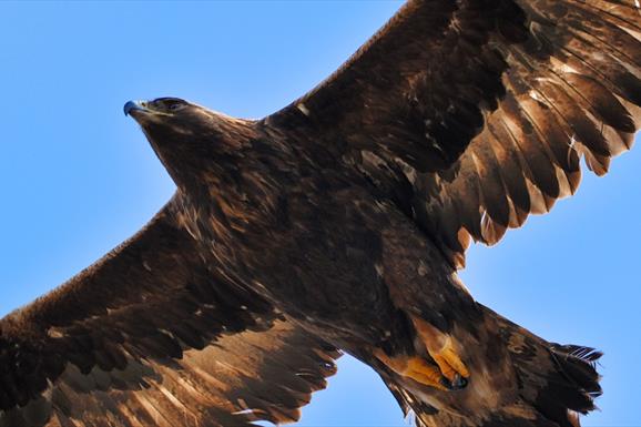 Golden Eagle - Loch Eynort