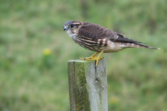 Merlin-Committee Road