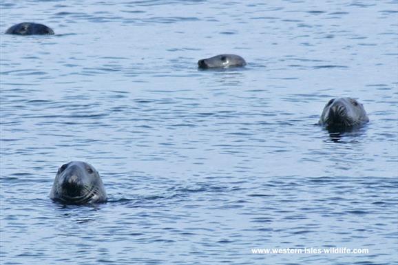 Grey Seal - Stornoway Harbour