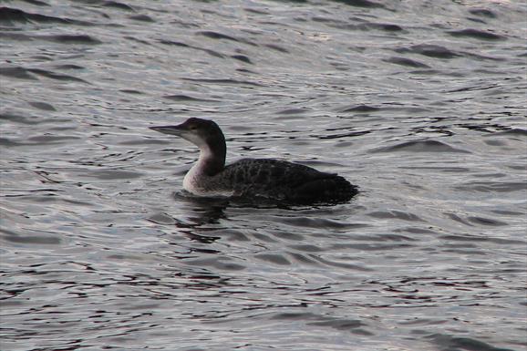 Great Northern Diver - Polochar