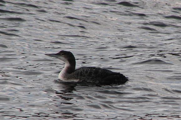 Great Northern Diver - Polochar