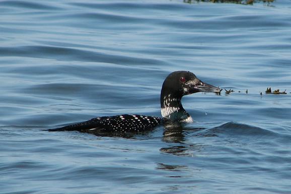 Great Northern Diver - Berneray