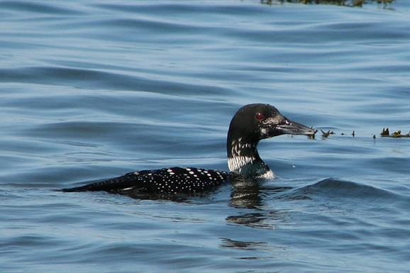 Great Northern Diver - Berneray