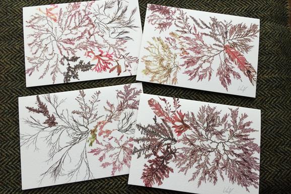 Vanessa Langley - Machair & Feamainn 4 pictures made of seaweed