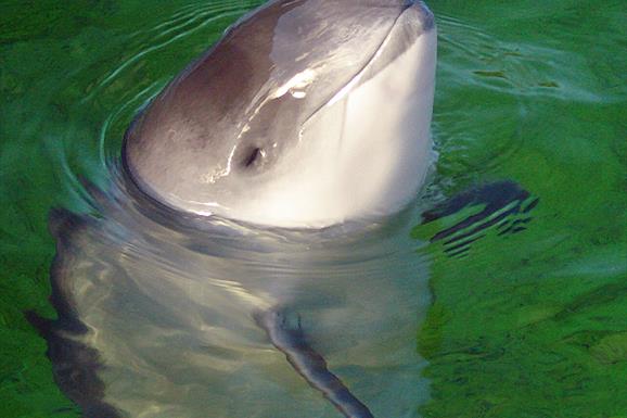 Common Porpoise-Loch Trolemaraig