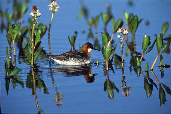 RSPB Loch na Muilne Nature Reserve