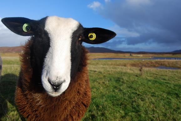 Uist Wool black & white faced sheep