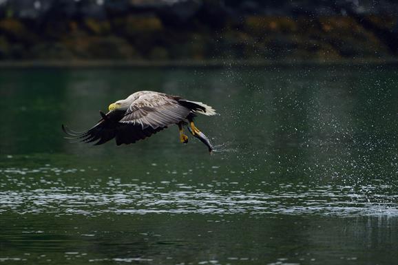 Whited Tailed Eagle with Fish Uist Hebrides