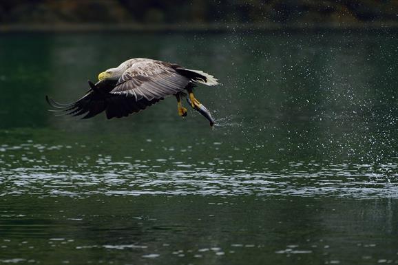 Whited Tailed Eagle with Fish Uist Hebrides