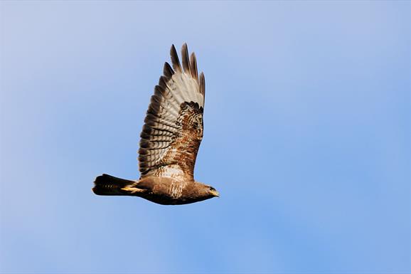 Common Buzzard © Laurie Campbell