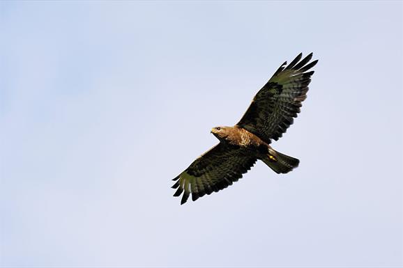 Common Buzzard © Laurie Campbell