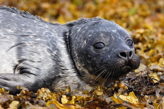 Common Seal - Rubha Ardvule