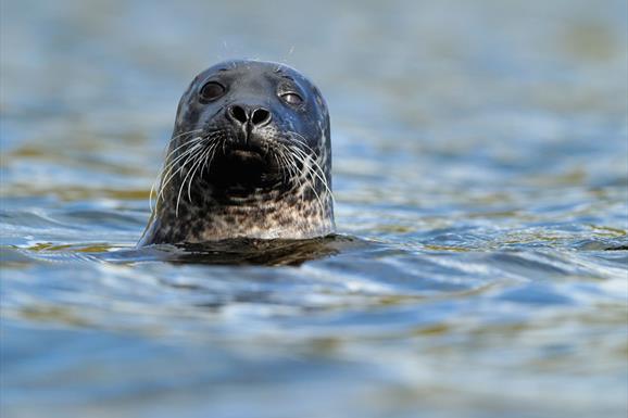 Grey Seal - Ardivachar