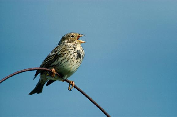 Corn Bunting - Loch Thallan