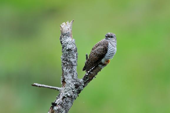 Cuckoo-North Loch Eynort