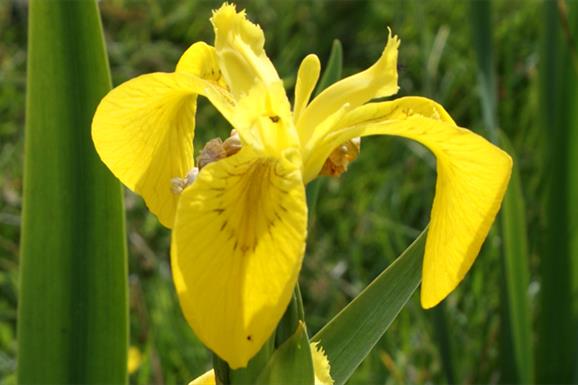 Yellow Flag Iris - Bostadh