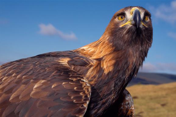 Golden Eagle - Kallin Harbour