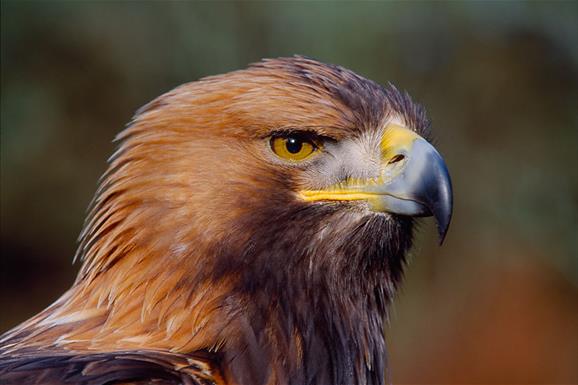 Golden Eagle © Laurie Campbell