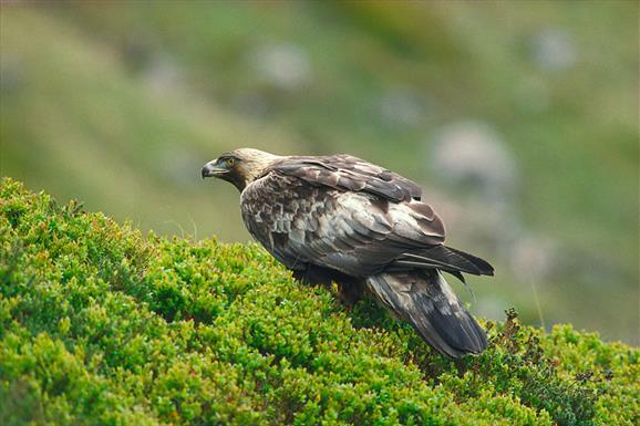 Golden Eagle © Laurie Campbell