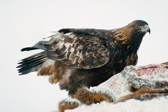 Golden Eagle - Lochmaddy