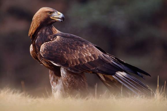 Golden Eagle - Griminish