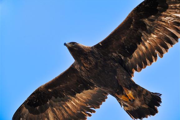 Golden Eagle - Bogha Glas