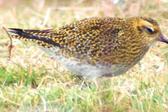 Golden Plover - Maaruig