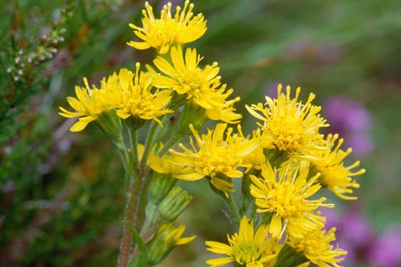 Golden Rod (dwarf)-Baille na Craig