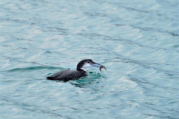 Great Northern Diver-Sound of Taransay