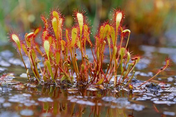 Sundew - Glen Miavaig