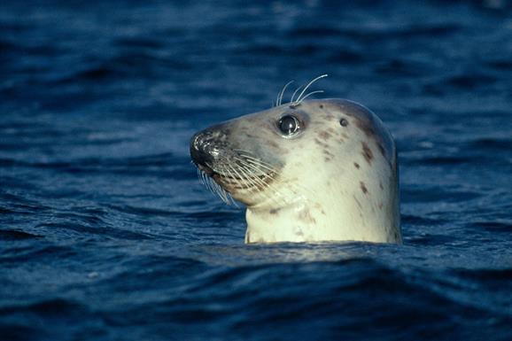 Grey Seal - Sound of Harris