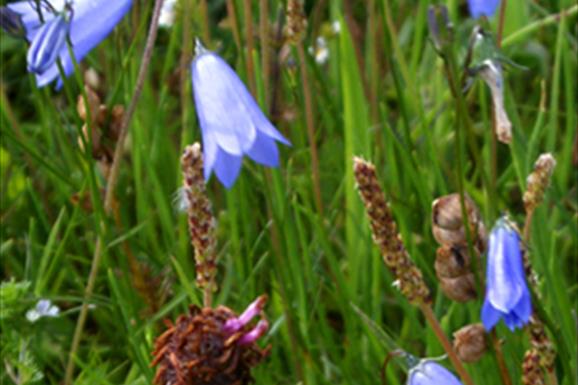 Harebell- Berie Sands