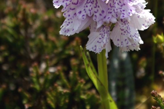 Heath spotted Orchid-Huisinis