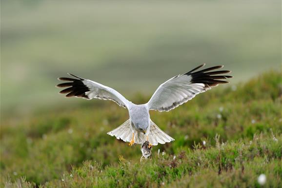 Hen Harrier - Reuval