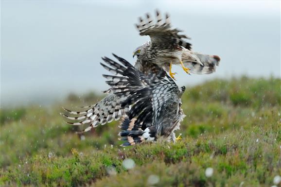 Hen Harrier © Laurie Campbell