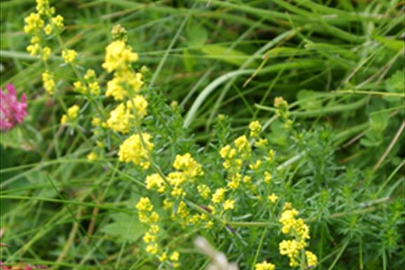 Lady's Bedstraw-Ardroil Sands