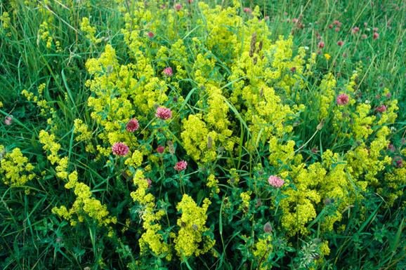 Lady's Bedstraw-Dalmore