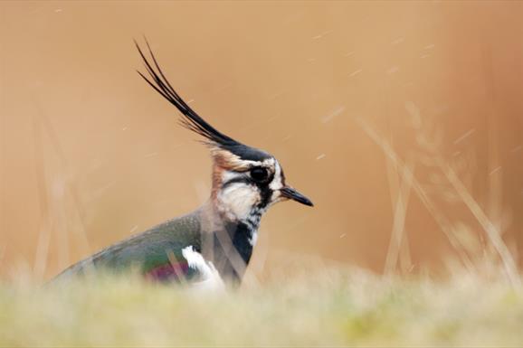 Lapwing - Northton Machair