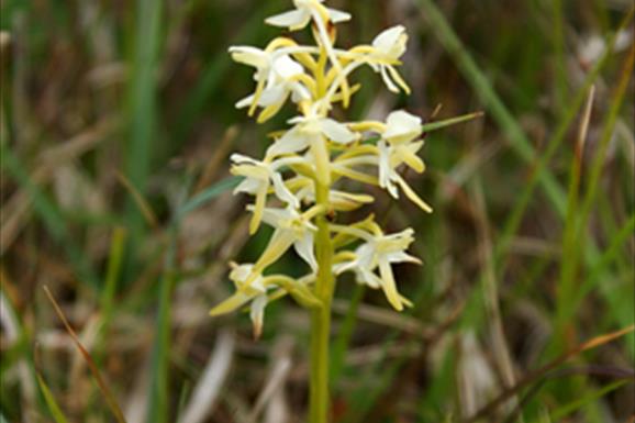 Lesser butterfly orchid-Bruernish